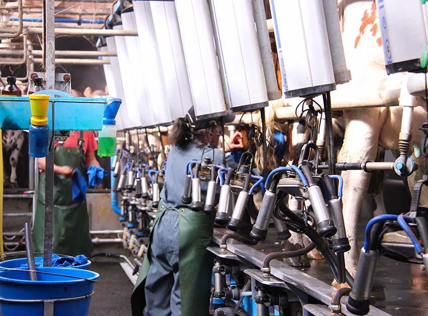 Traite producteur Vaubernier