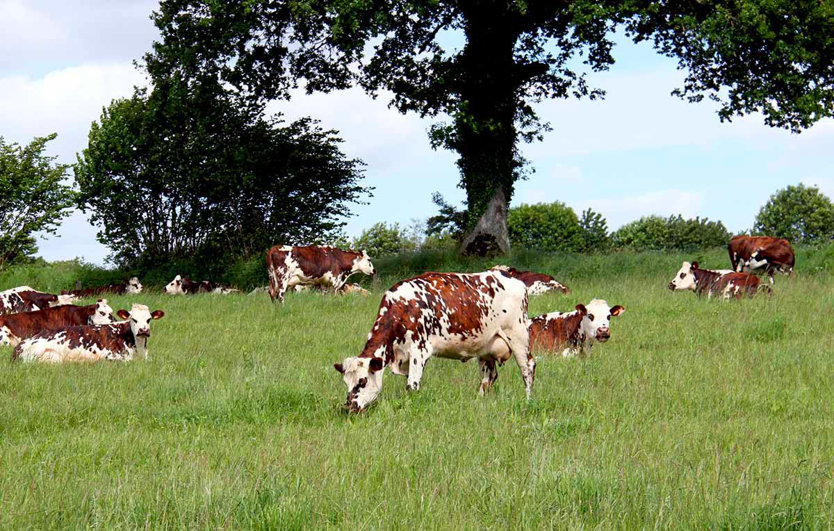 Vaches - Production locale
